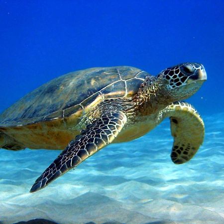 #5 New! Cozy Getaway Hot Spot Hilo Keaau Big Island Of Hawaii Self Checkin Studio Apt Eksteriør bilde